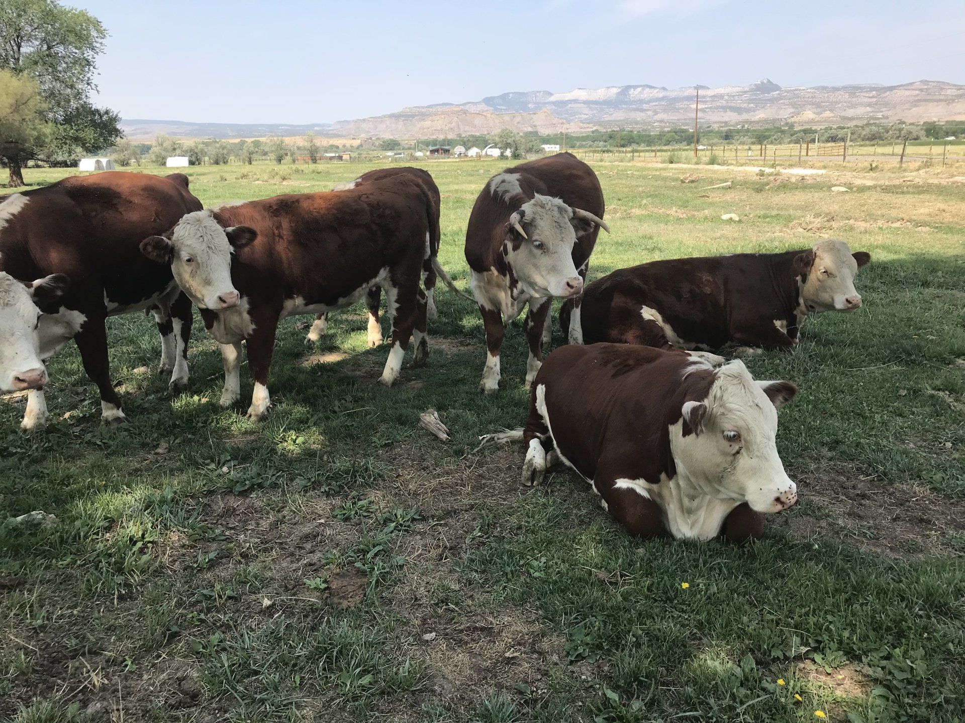Welcome to our new Vision Farms Website!